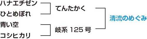 岐阜のお米　清流のめぐみ